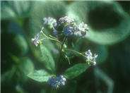 Siberian Bugloss
