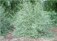 Lochinch Butterfly Bush