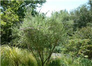 Silver Fountain Butterfly Bush