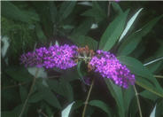 Buddleja davidii 'African Queen'