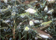 White Bouquet Butterfly Bush
