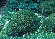 Compact Dwarf Boxwood