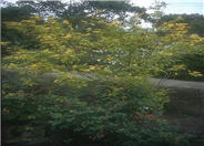 Calycanthus floridus