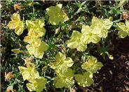 Calylophus hartwegii fendleri