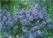 Superba Clustered Bellflower
