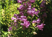 Campanula medium