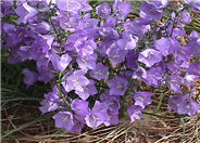 Willow Bellflower