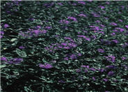 Caryopteris x clandonensis 'Dark Knight'