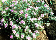 Catharanthus roseus