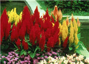 Cockscomb