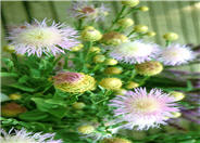 Centaurea americana