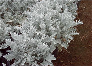 Dusty Miller