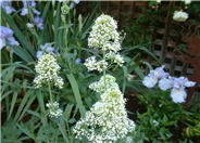 White Valerian; White Jupiter's Bea