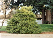 Chamaecyparis pisifera 'Filifera Aurea'