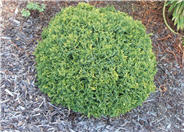 Chamaecyparis pisifera 'Golden Pincushi