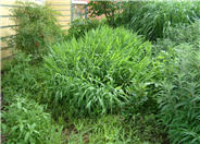 Chasmanthium latifolium
