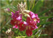 Chilopsis linearis 'Burgundy Lace'
