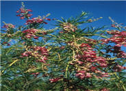 Chilopsis linearis 'Lucretia Hamilton'