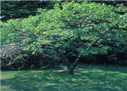 Chionanthus virginicus