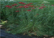 Tanacetum coccineum