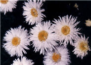Shasta Daisy