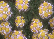 Ajania pacificum