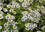 Tanacetum parthenium
