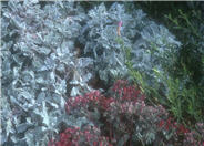 Dusty Miller