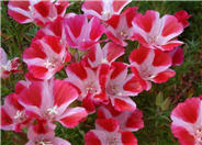 Clarkia amoena