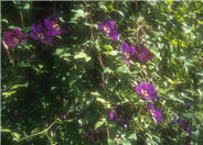 Clematis x jackmanii