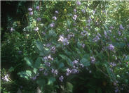 Clematis heracleifolia