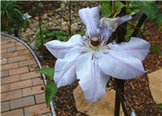 Hybrid Clematis
