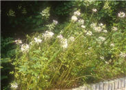 Spider Flower