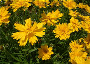 Coreopsis grandiflora 'Double Sunburst'