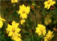Coreopsis lanceolata