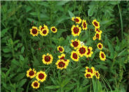 Plains Coreopsis