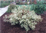 Cornus alba 'Elegantissima'