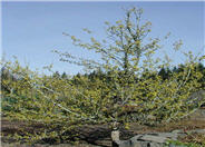 Cornus mas