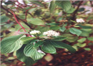Cornus sericea