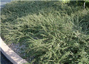 Cotoneaster congestus
