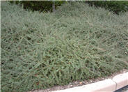 Cotoneaster congestus 'Likiang'