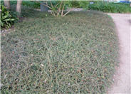 Cotoneaster salicifolius 'Repens'