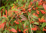 Spreading Willowleaf Cotoneaster