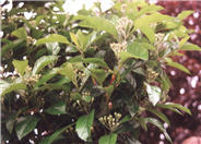 Crataegus x lavallei