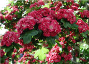 Crataegus laevigata 'Paul's Scarlet'