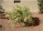 Cytisus x praecox