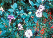 Datura wrighti