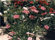 Border Pink