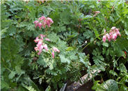 Luxuriant Bleeding Heart