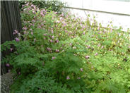 Common Bleeding Heart